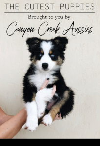 AKC Australian Shepherd Puppies